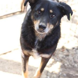 MARLIN - reserviert Tierhilfe Lebenswert DR - vermittelt