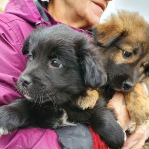 NEGRU (schwarz) - reserviert THL - vermittelt