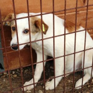 MATTEO - Notfall - reserviert NadineH - vermittelt