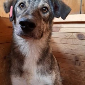 MAURO - reserviert Manuela - vermittelt