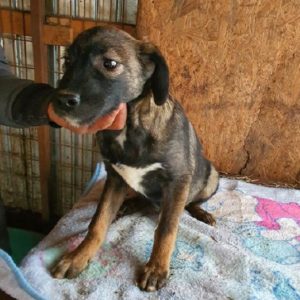 MAXL - reserviert THL DogR (NadineZ 12/20) - vermittelt