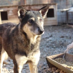 MERLE - reserviert TINO (clinic) - vermittelt