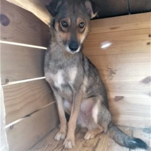 MERRY - vermisst 08/2021