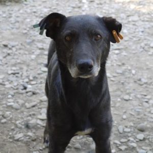 MICKY - reserviert TH Wanningsmühle vermittelt