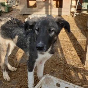 MIGA - Notfall - vermisst 12/2020