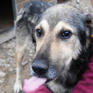 MIKESCH - vermisst 11/2021