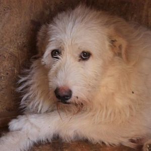 MILANO - RBB 01/2022