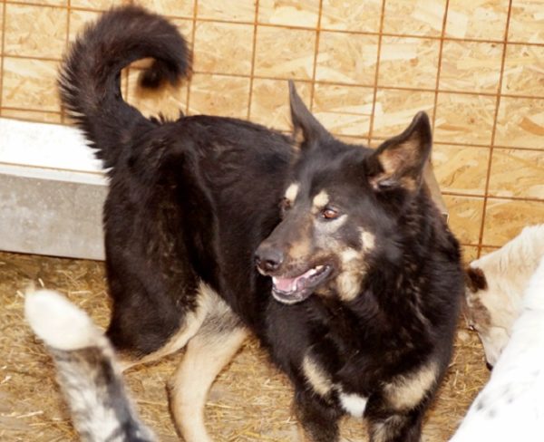 MILOU - reserviert TH Burgdorf vermittelt – Bild 8