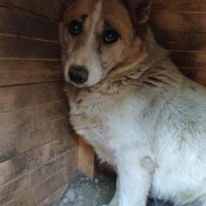 MINOU - vermisst 11/2021