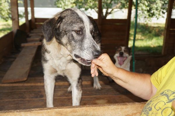 MIRKO - reserviert Betty vermittelt – Bild 8