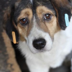 MIRO - reserviert Tierhilfe Lebenswert DR - vermittelt