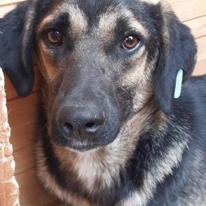 MISCHKA - reserviert NadineH vermittelt