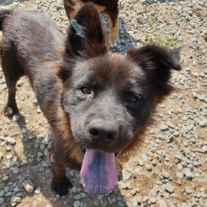 MOLIO - reserviert THL (GC) - vermittelt