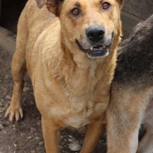 MON CHERI - reserviert Tierhilfe Lebenswert DR - vermittelt