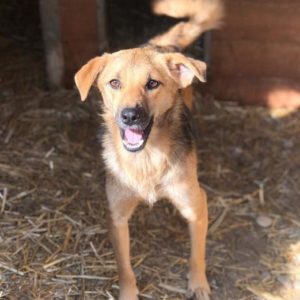 MONTANJA - vermisst 11/2021