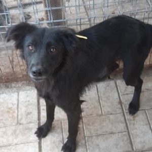 MORI - reist auf PS in PLZ 7 - SE - vermittelt