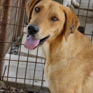 MORREY - reserviert NadineH - vermittelt