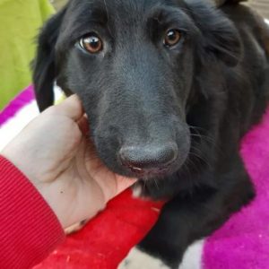 MORTICIA - reserviert Lorraine - vermittelt