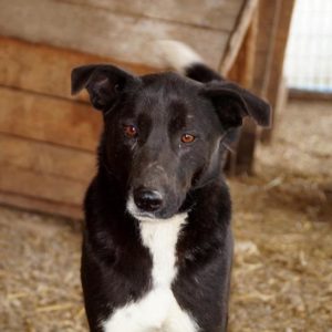 MUMPITZ - reserviert Lorraine - vermittelt