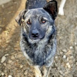 MYSTERY - reserviert Alina - vermittelt