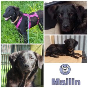 Mailin in 18311 Ribnitz-Damgarten