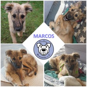 MARCOS in 50129 Bergheim - vermittelt