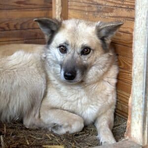 JONA (♀) - vermittelt NH