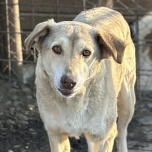 ROMEO (♂) - RBB 04/25