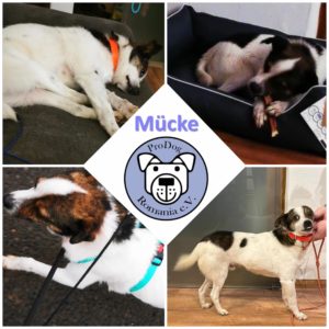 Mücke in 55568 Lauschied *reserviert*