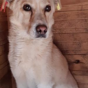 NANJO - reserviert MfTL (Silke) - vermittelt