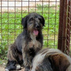 NAYTIRI - reserviert Tierhilfe Lebenswert DR - vermittelt