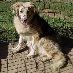 NEILA - Notfall - reserviert Tierhilfe Lebenswert DR - vermittelt