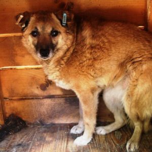 NIKE - vermisst 08/21