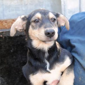 NOBBY - auf Pflegestelle in PLZ 7 - ausgereist