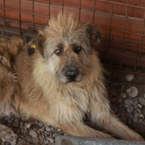 NORMANN - reserviert TH Koblenz - vermittelt