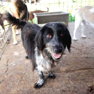 OLAV - reserviert Tierhilfe Lebenswert DR - vermittelt