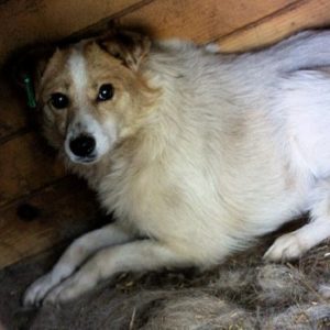 ONIDA - reserviert Tierhilfe Lebenswert DR - vermittelt