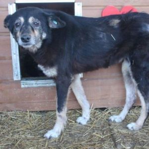 ONYX - Notfall - reserviert Lorraine - vermittelt