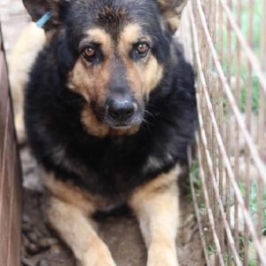 ORVILLE - schlechter Allgemeinzustand - vermisst 10/21