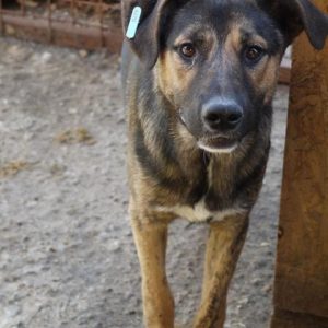 OSHI - vermisst 05/2022