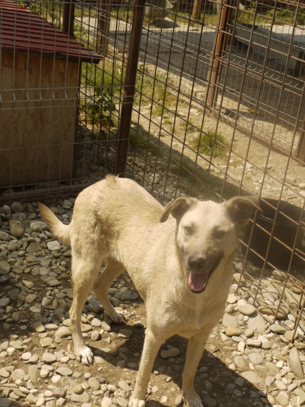 ELUVA - reserviert Tierhilfe Lebenswert DR - vermittelt – Bild 4