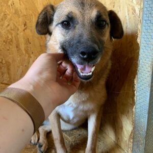 PAGE - reserviert Tierhilfe Lebenswert DR (28.11.) - vermittelt