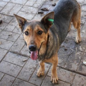 PAPAGENA - auf Pflegestelle in PLZ 7 - vermittelt