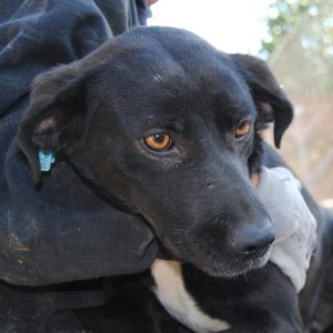 PARDO - vermisst 11/2021