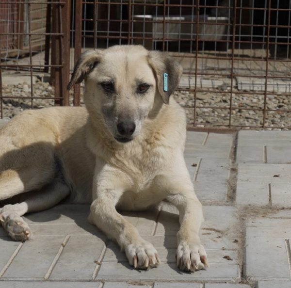 PAWLOWA - Behandlung aufgrund eines Tumors - auf Pflegestelle in PLZ 5 *vermittelt* – Bild 7