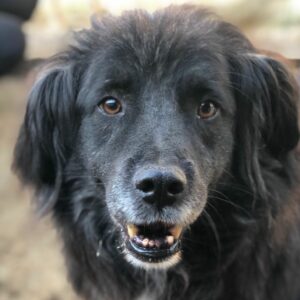 PELLE - reserviert Manuela vermittelt