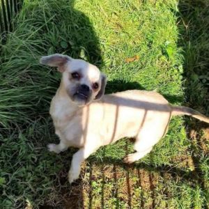 PEPPA - reserviert THL - vermittelt