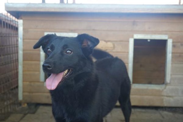 PEPPINO - reserviert Tierschutzteam Rösrath - vermittelt