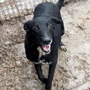 PERDITA - auf PDR PS im PLZ Bezirk 78 - vermittelt