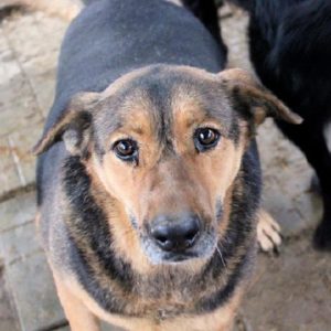 PICORA - reserviert Manuela - vermittelt